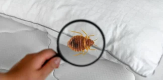 Kenapa Kutu Busuk Bisa Muncul di Sofa dan Kasur? Ini Penyebab dan Cara Mencegahnya kenapa kutu busuk, kutu busuk di rumah, penyebab kutu busuk, sofa dan kasur, cara mencegah kutu busuk, kebersihan rumah
